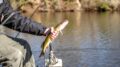 Man fishing holding a northern pike fish